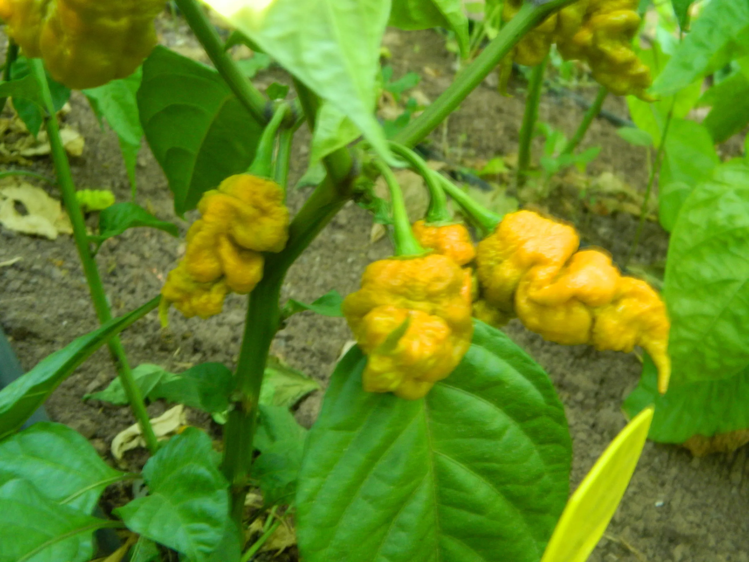 T-Rex Mustard Chilli Seeds - Image 3