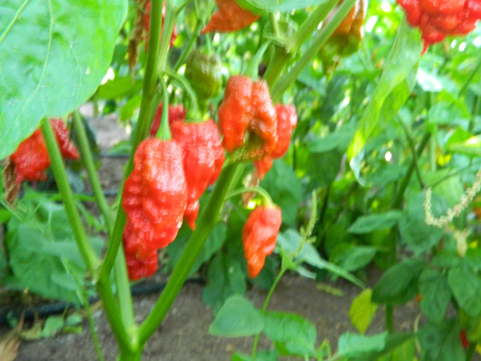 Thors Hammer Red Chilli Seeds - Image 6