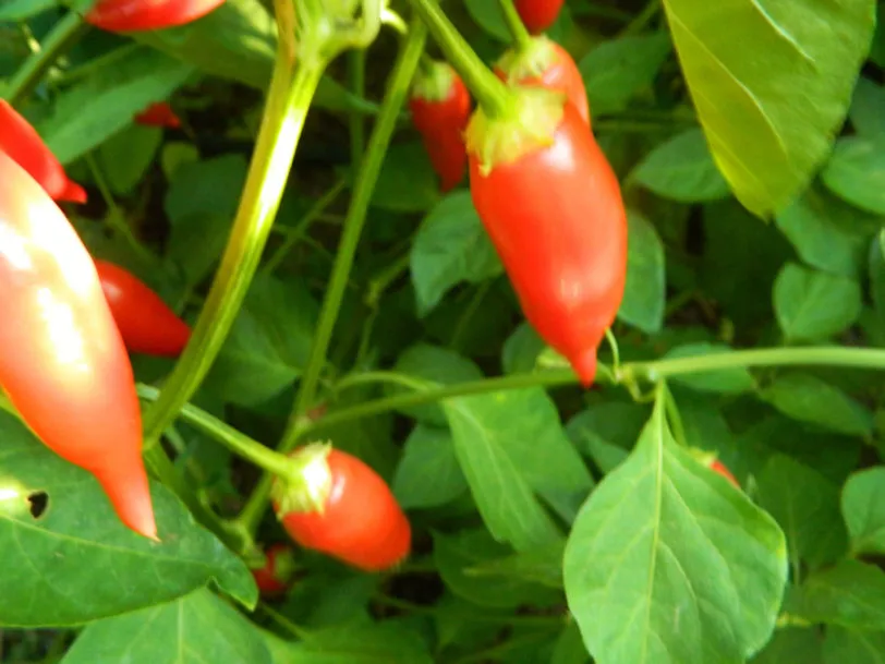 Aji Crystal Chilli Seeds - Image 4
