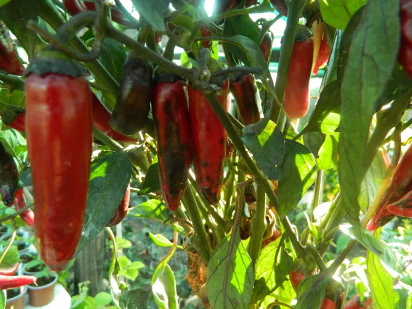 Vampire Chilli Seeds - Image 8