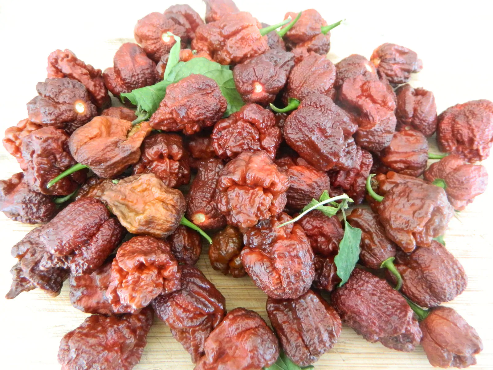 Jigsaw Chocolate Chilli Seeds