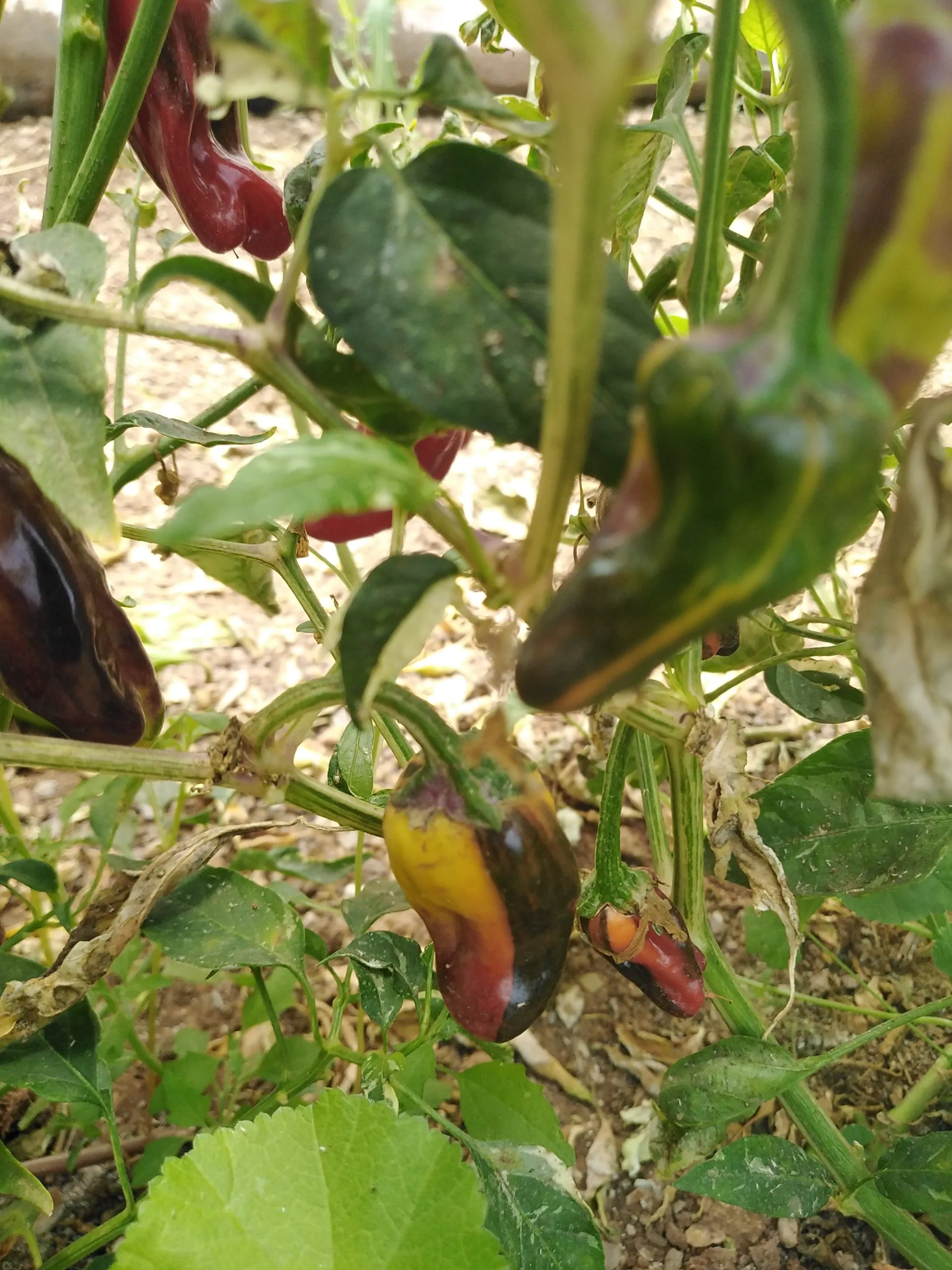 Purple Cacho White Leaf Chilli Seeds - Image 10