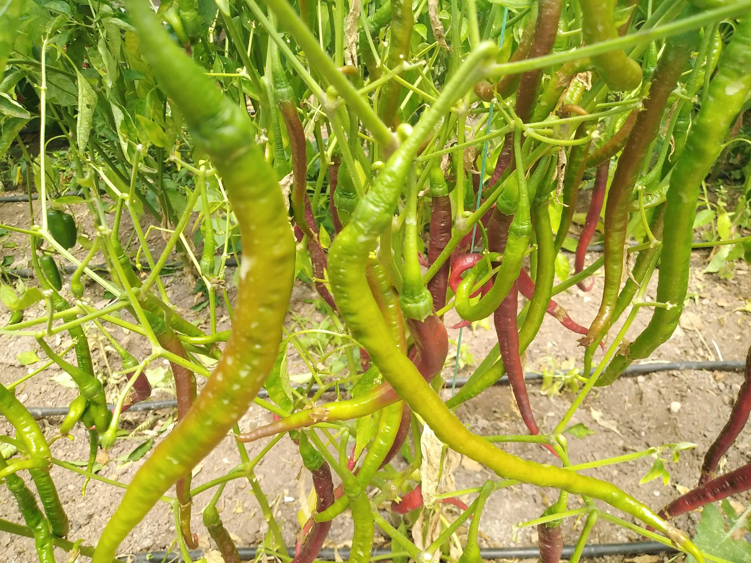 Joe's Long Cayenne Chilli Seeds - Image 7