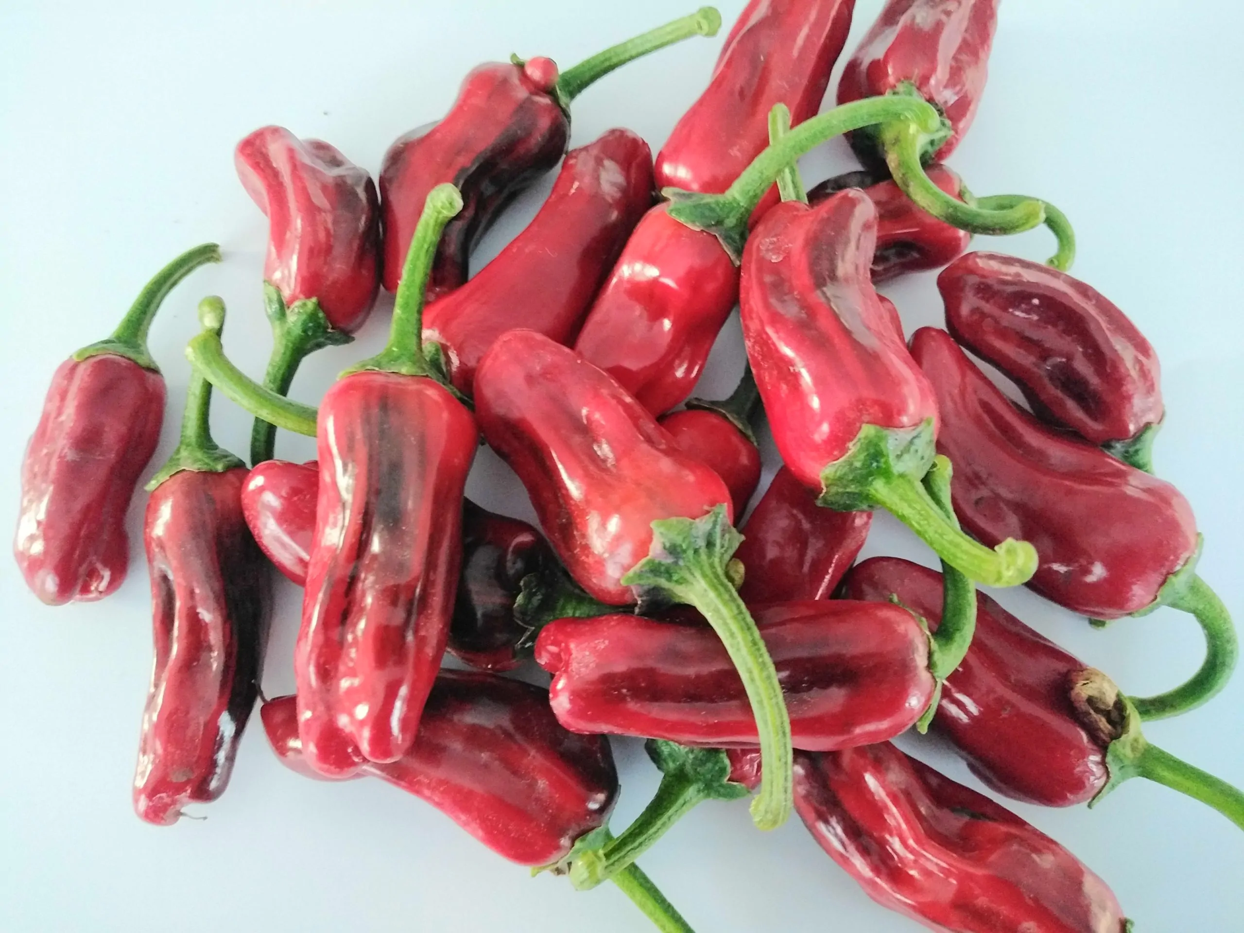 Purple Cacho White Leaf Chilli Seeds - Image 5