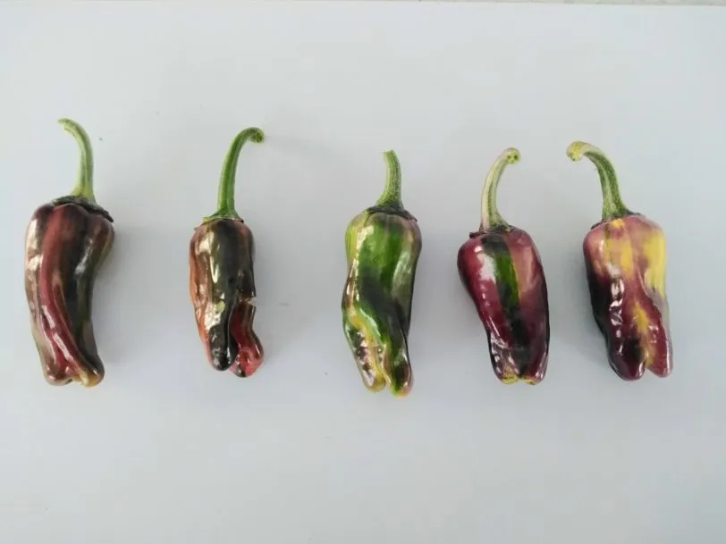 Purple Cacho White Leaf Chilli Seeds - Image 11