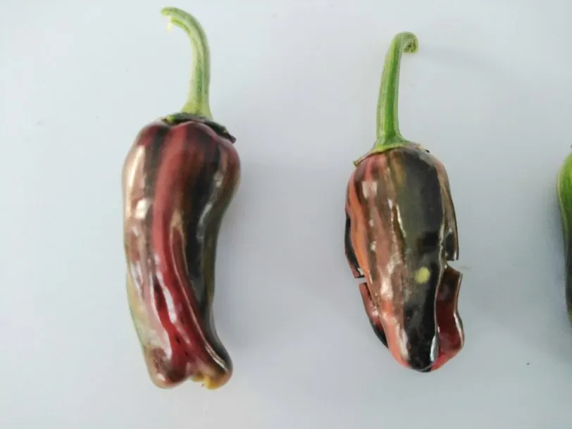 Purple Cacho White Leaf Chilli Seeds - Image 12