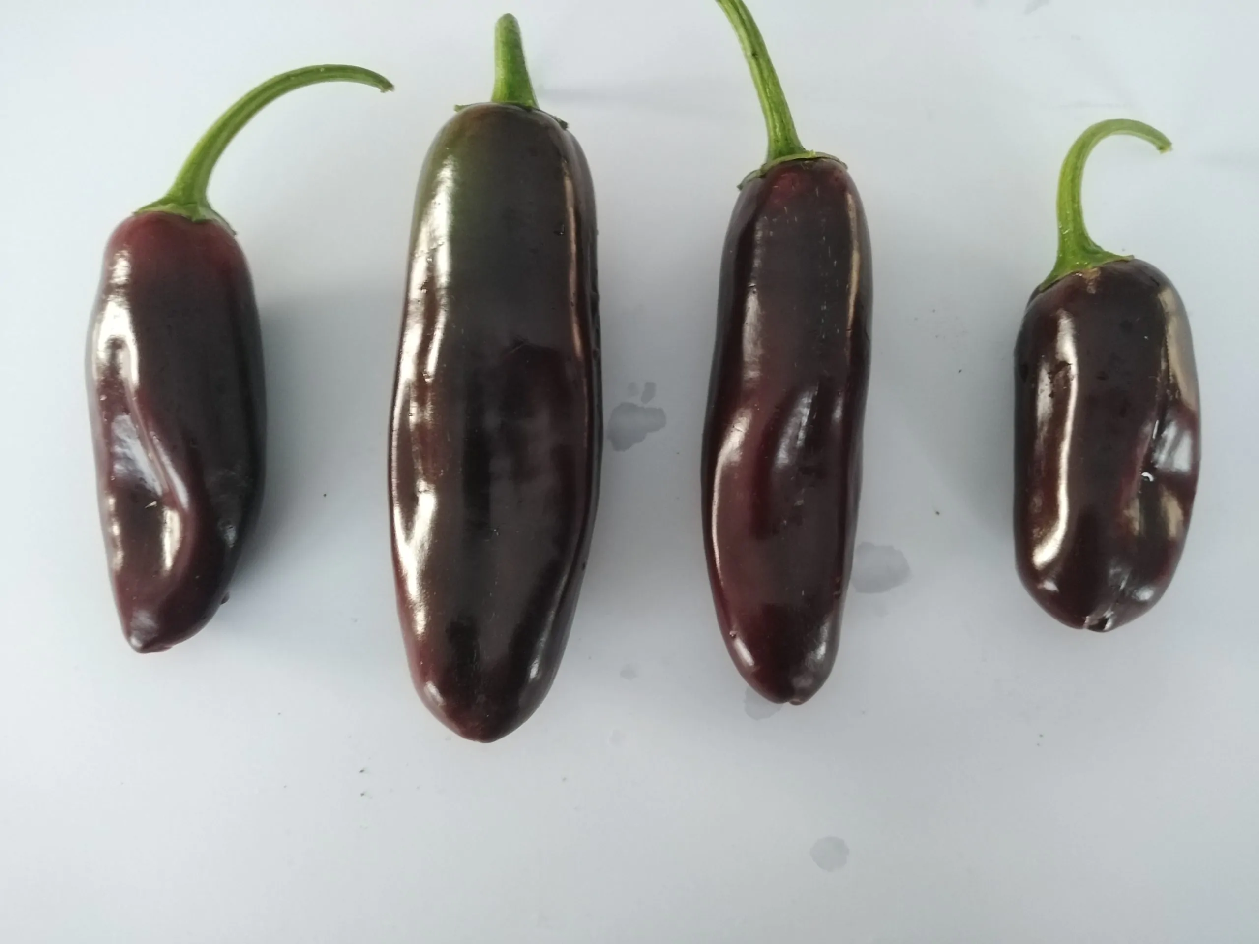 Brown Jalapeno Chilli Seeds - Image 5
