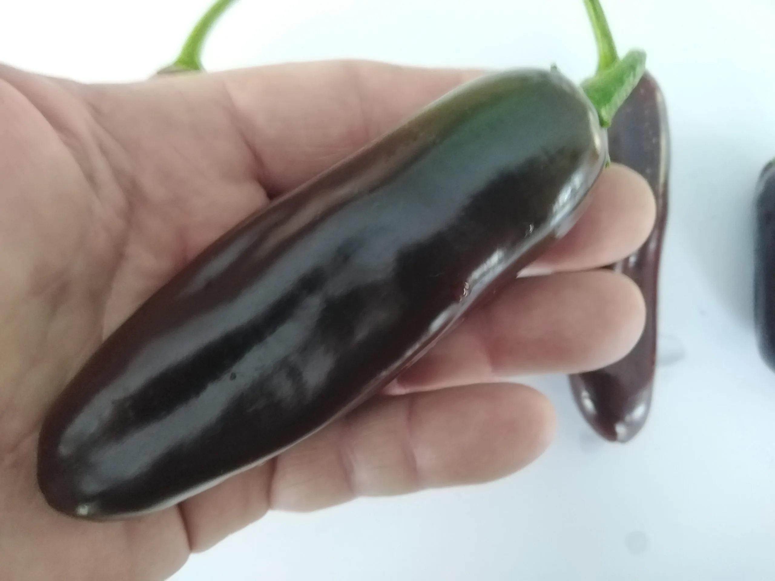Brown Jalapeno Chilli Seeds - Image 6