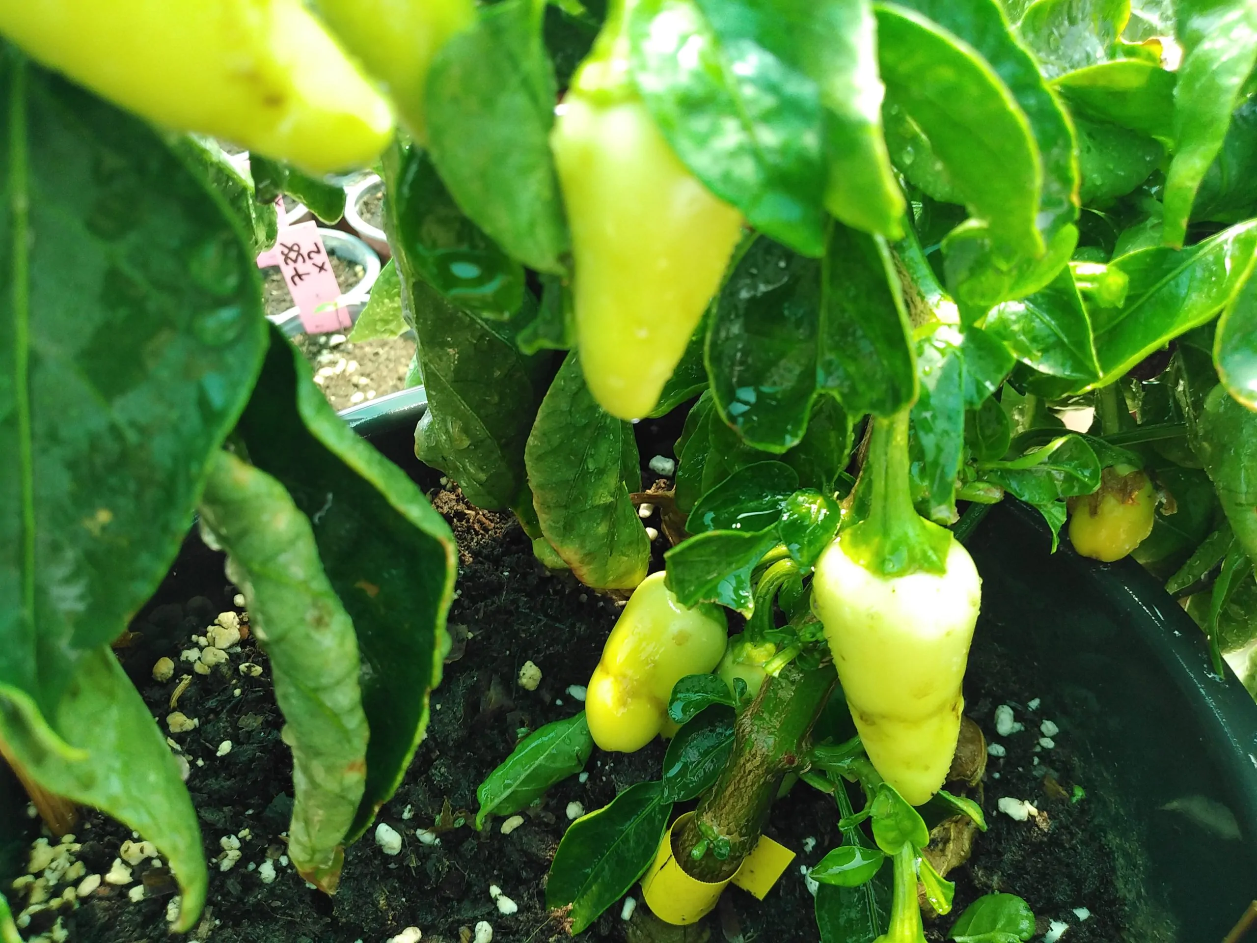 White Jalapeno Chilli Seeds - Image 4