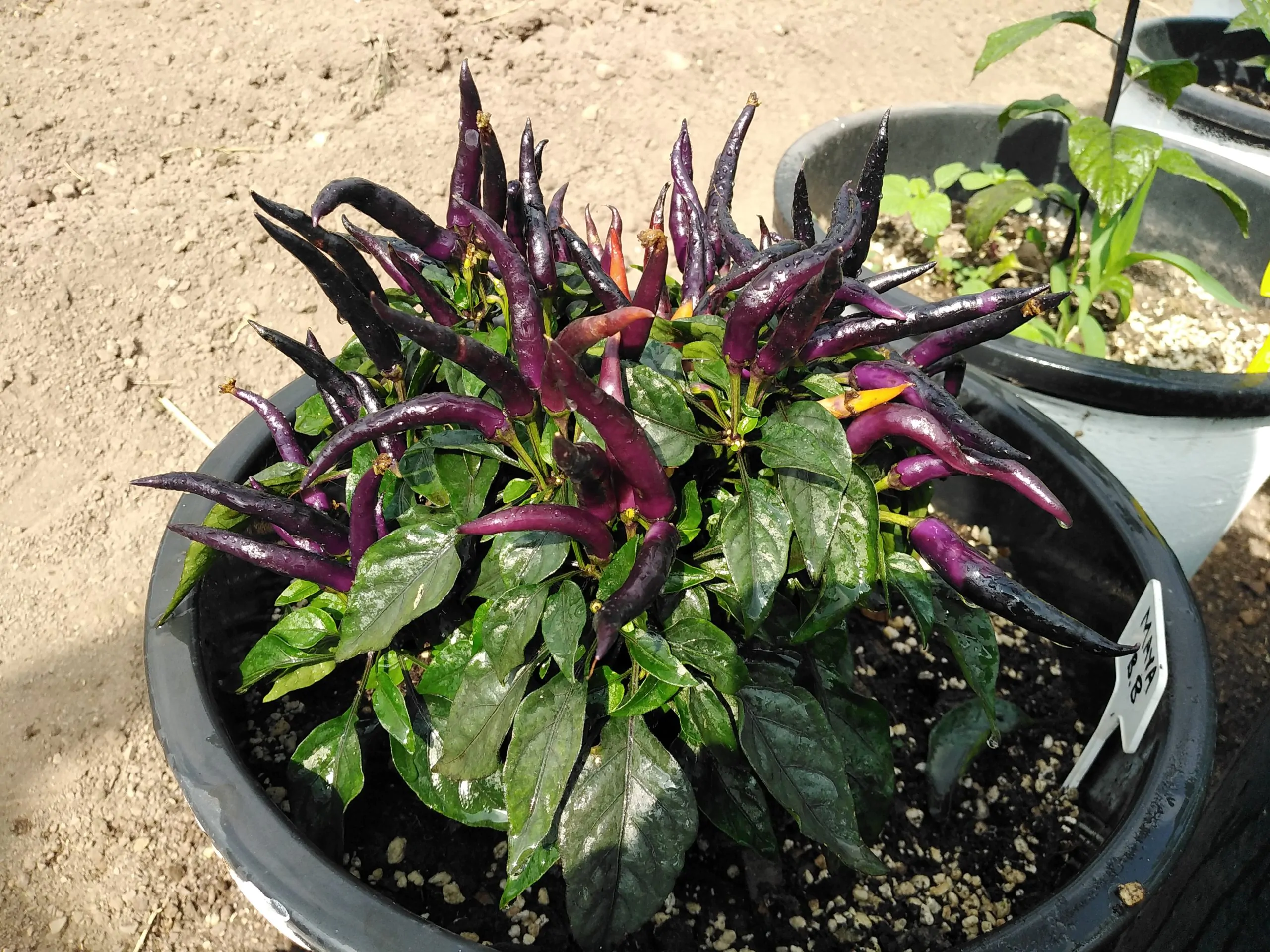 Maya Black Blood Chilli Seeds - Image 6