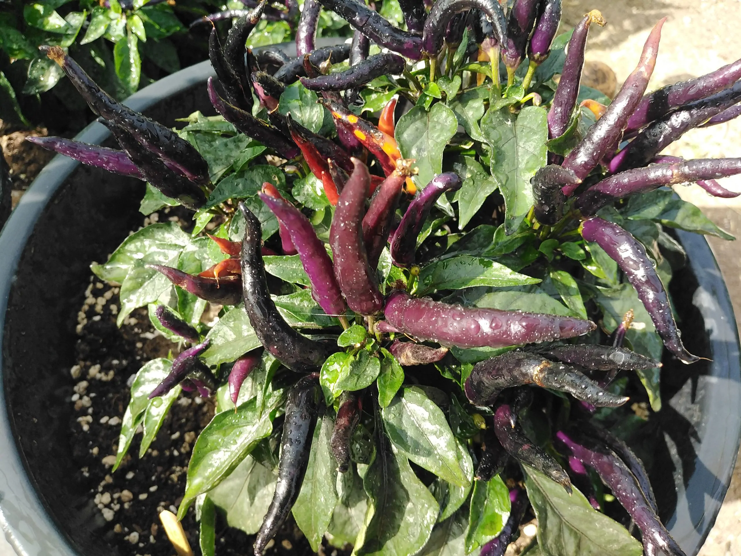 Maya Black Blood Chilli Seeds - Image 2