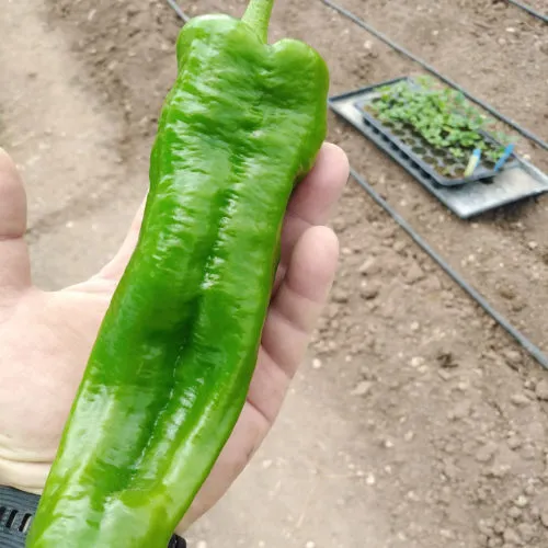 Big Jim Pepper Seeds