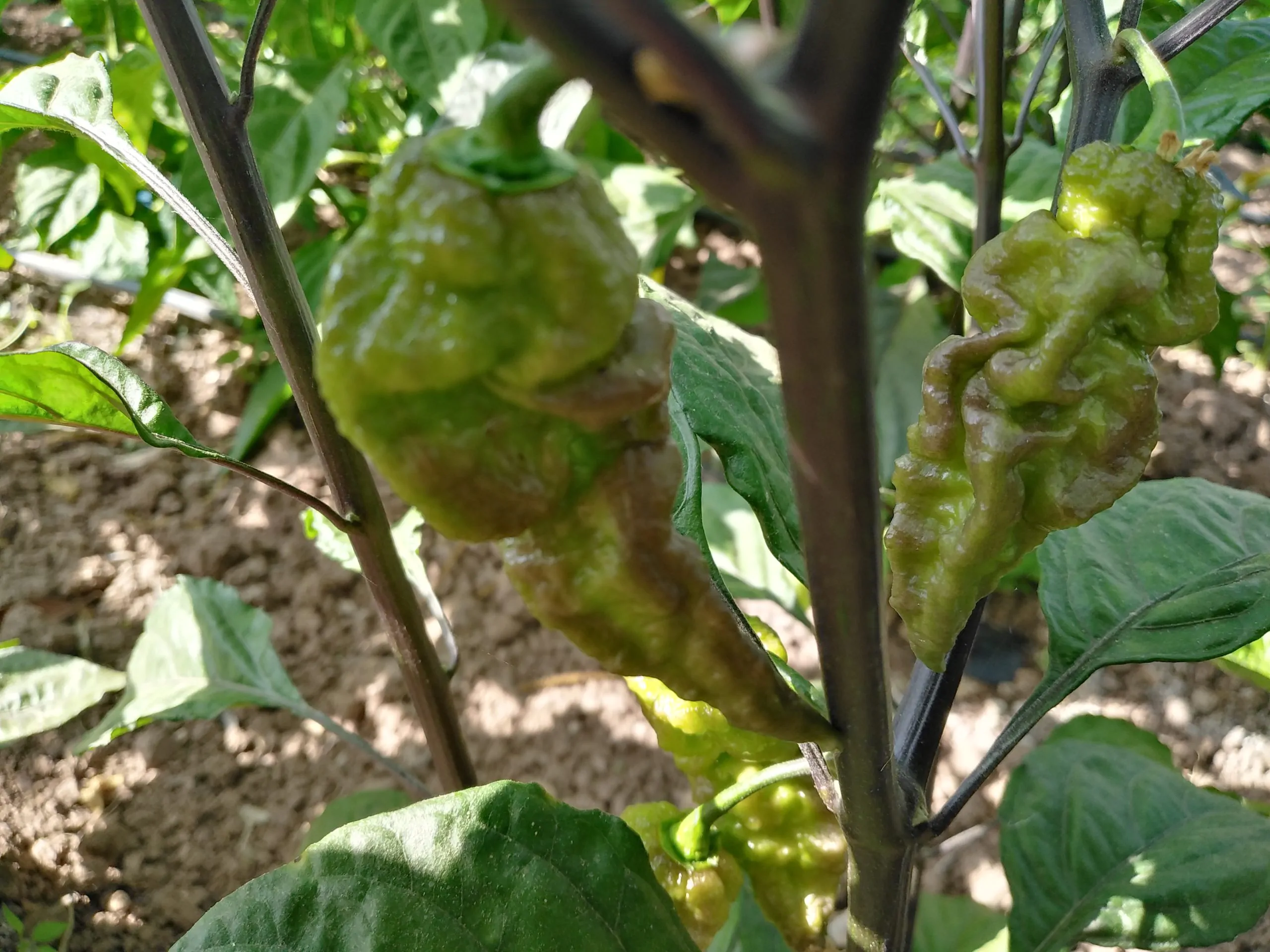 Major Pain x Yaki Blue Chilli Seeds - Image 4