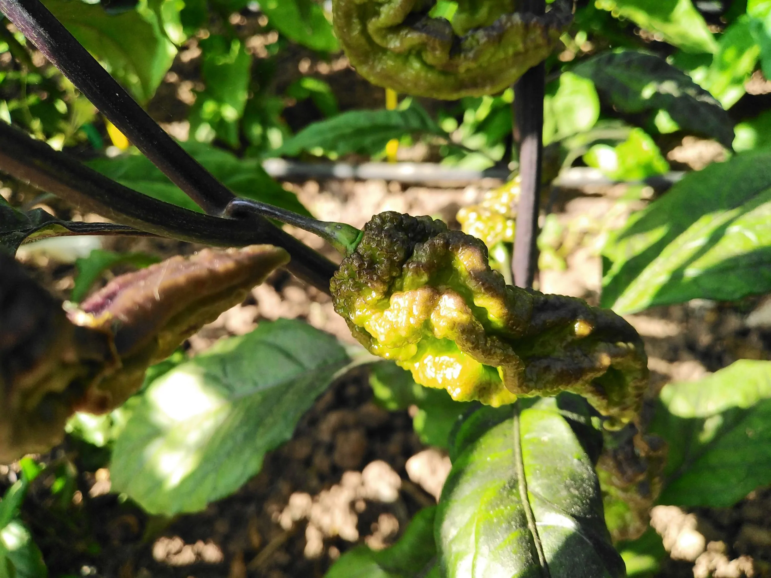 Major Pain x Yaki Blue Chilli Seeds - Image 2