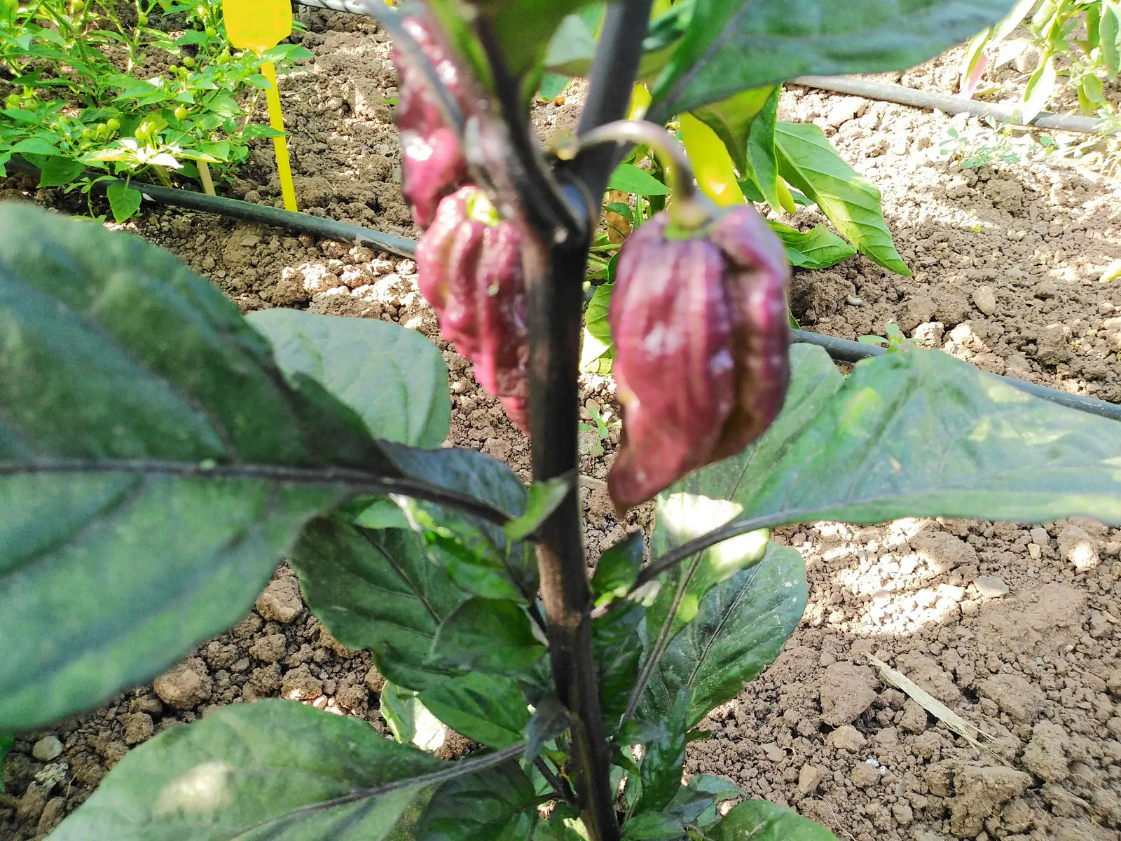 Yaki Blue Fawn Chilli Seeds - Image 3