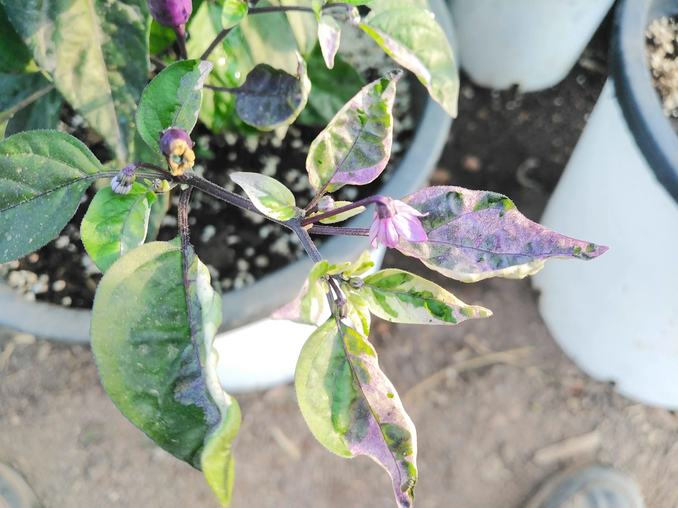 Dream Catcher Chilli Seeds - Image 4