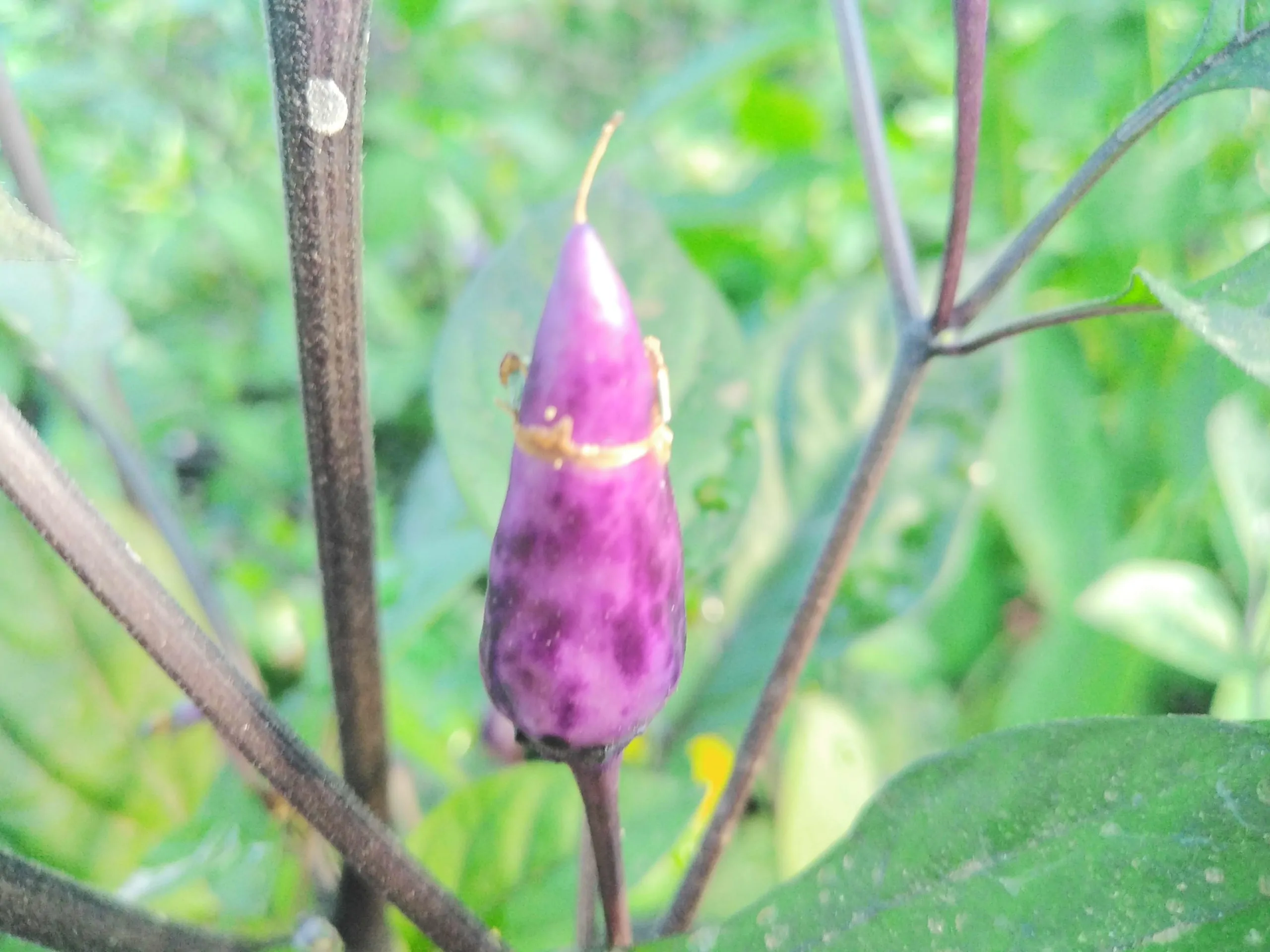 Dream Catcher Chilli Seeds - Image 5