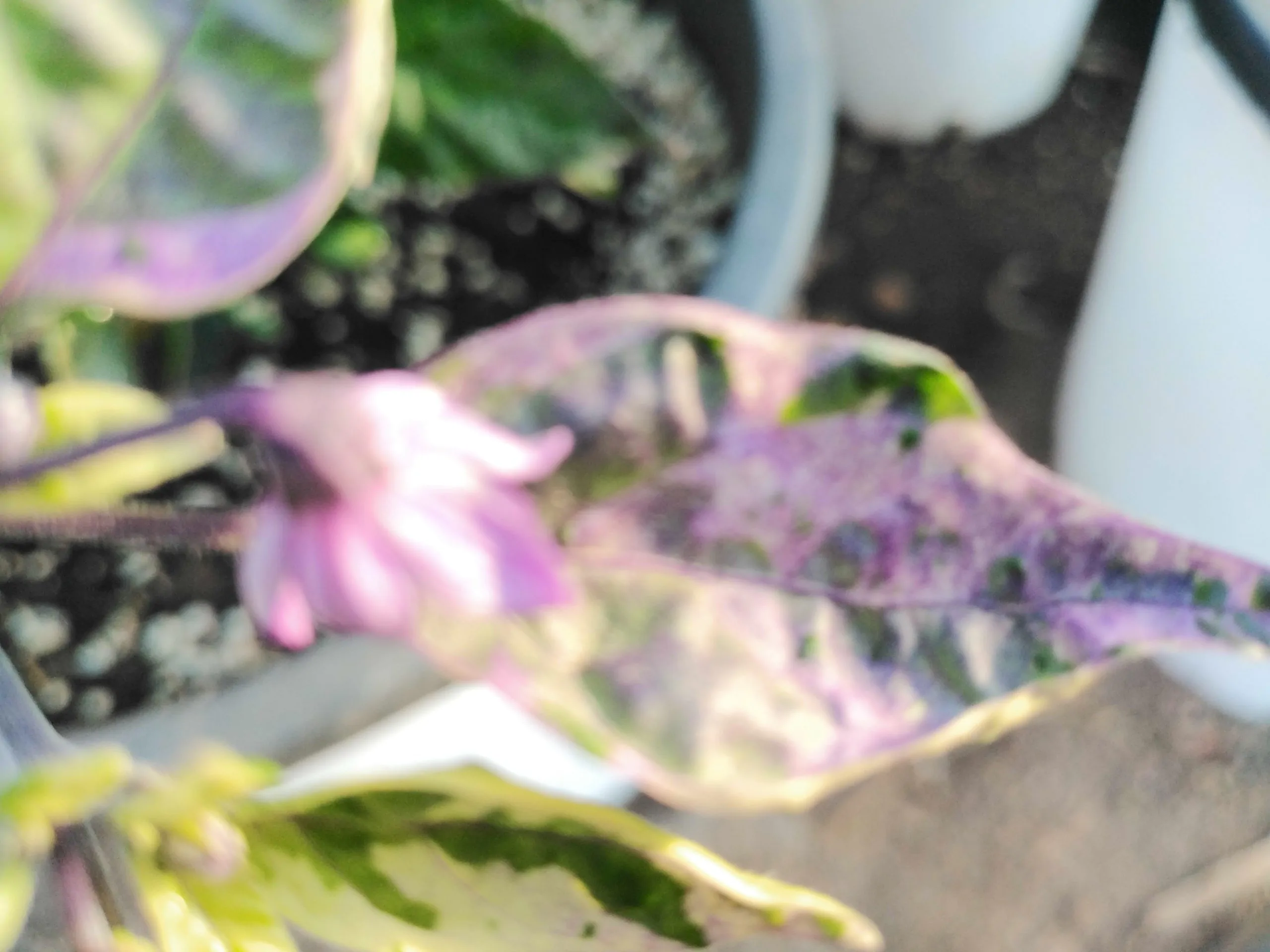 Dream Catcher Chilli Seeds - Image 6