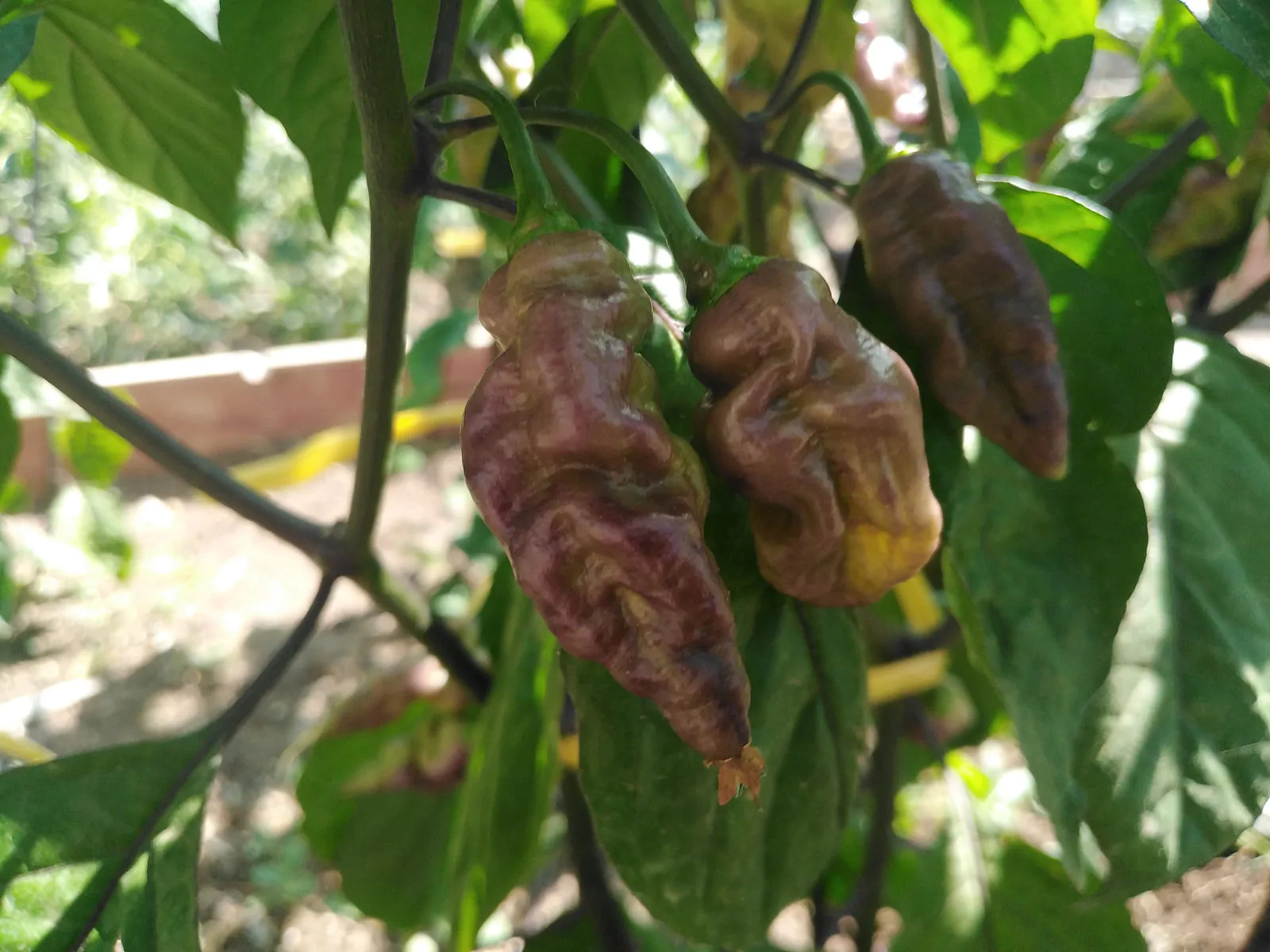 Bhut Jolokia Surprise Cream Chilli Seeds - Image 6