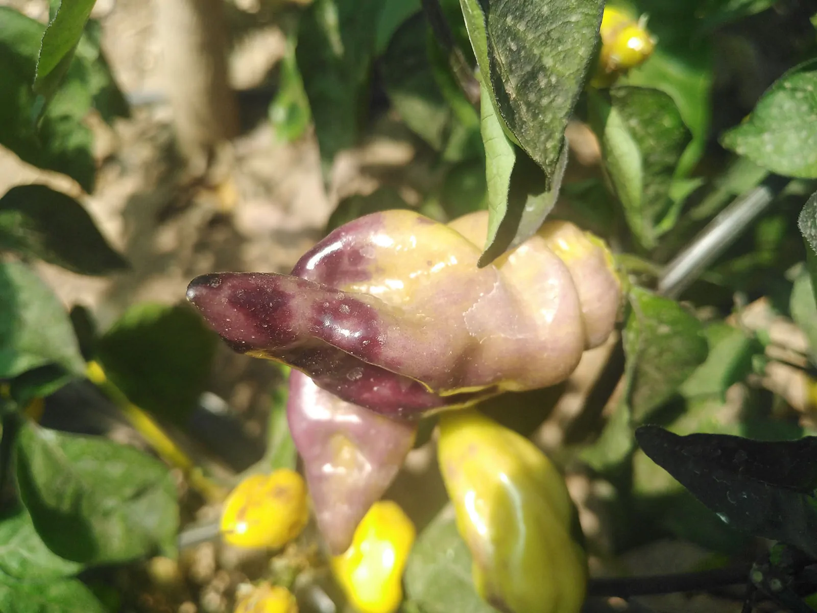 Bhut Jolokia Surprise Cream Chilli Seeds - Image 7