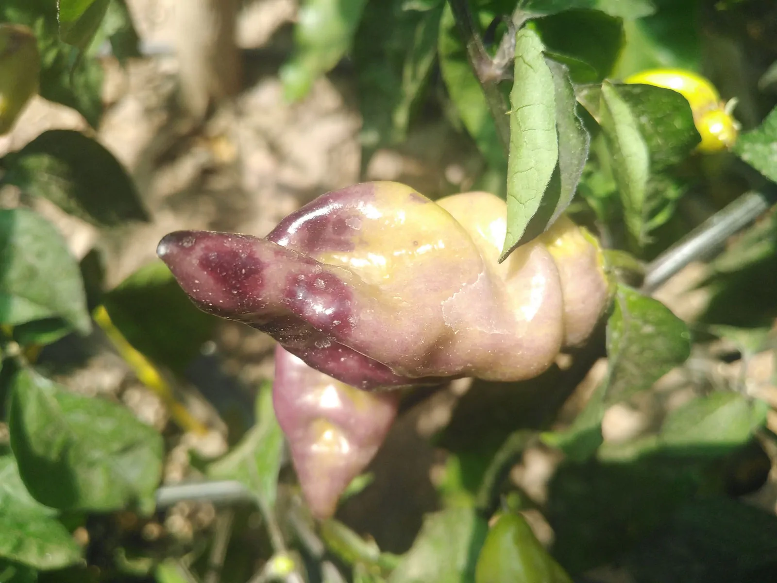 Bhut Jolokia Surprise Cream Chilli Seeds - Image 8