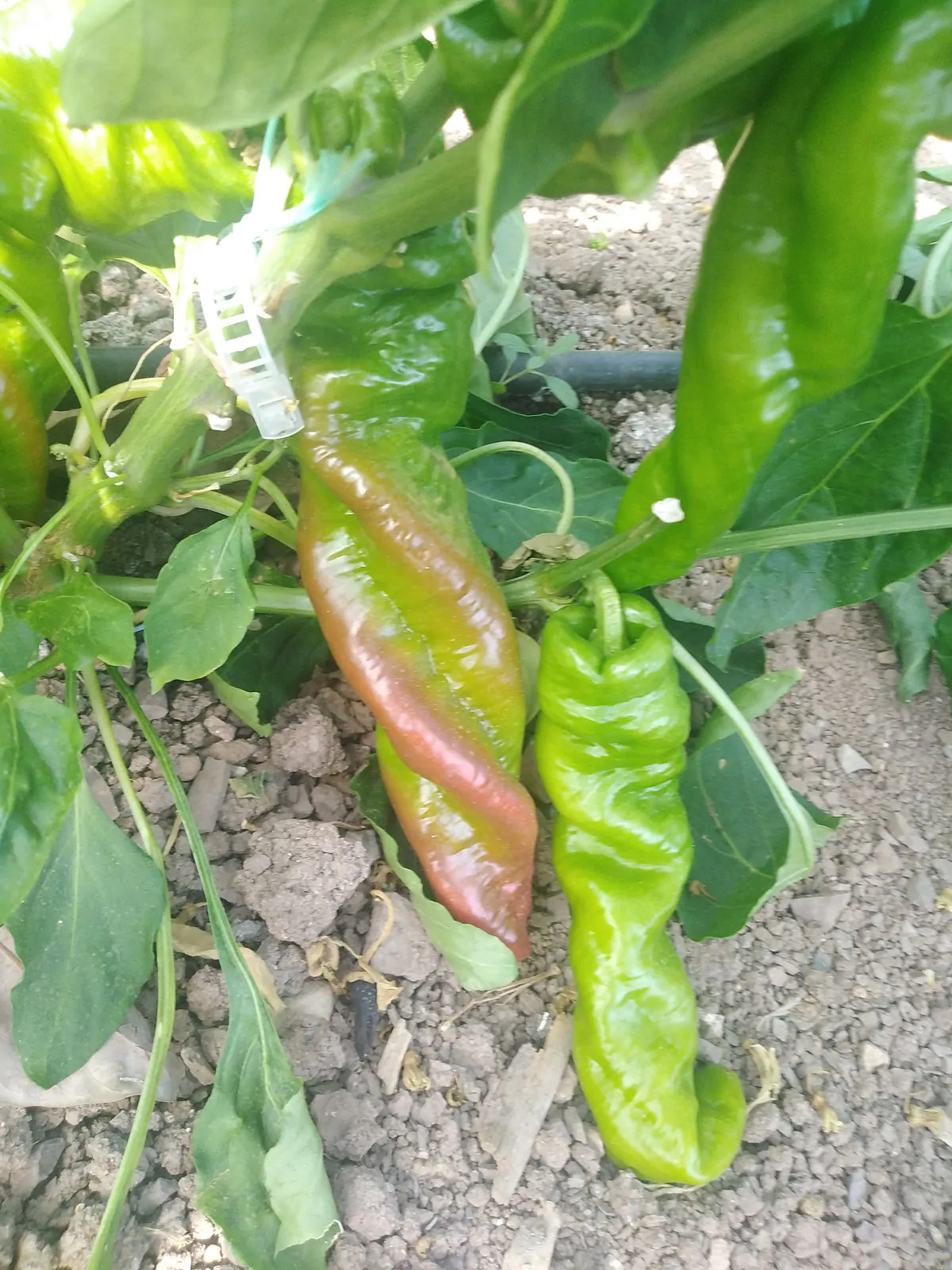 HJ9 Big Bang Space Chilli Seeds - Image 7