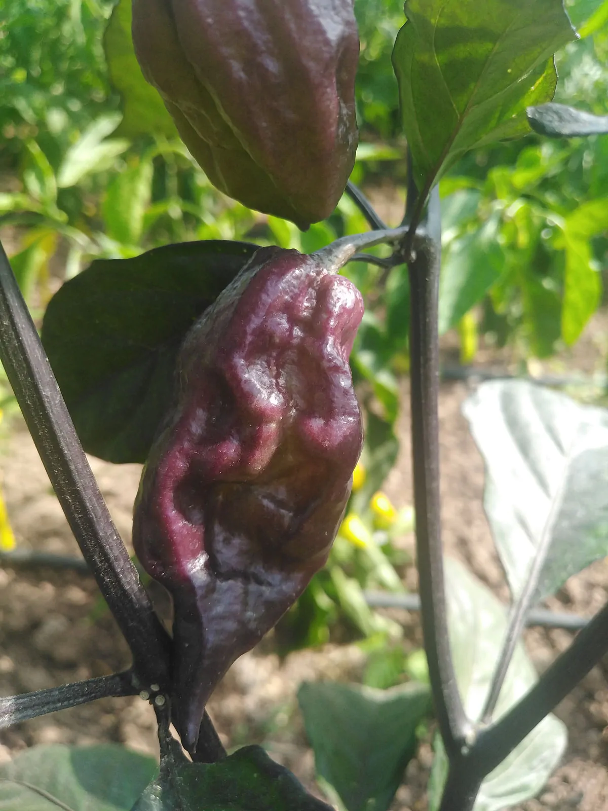 Yaki Blue Fawn Chilli Seeds - Image 2