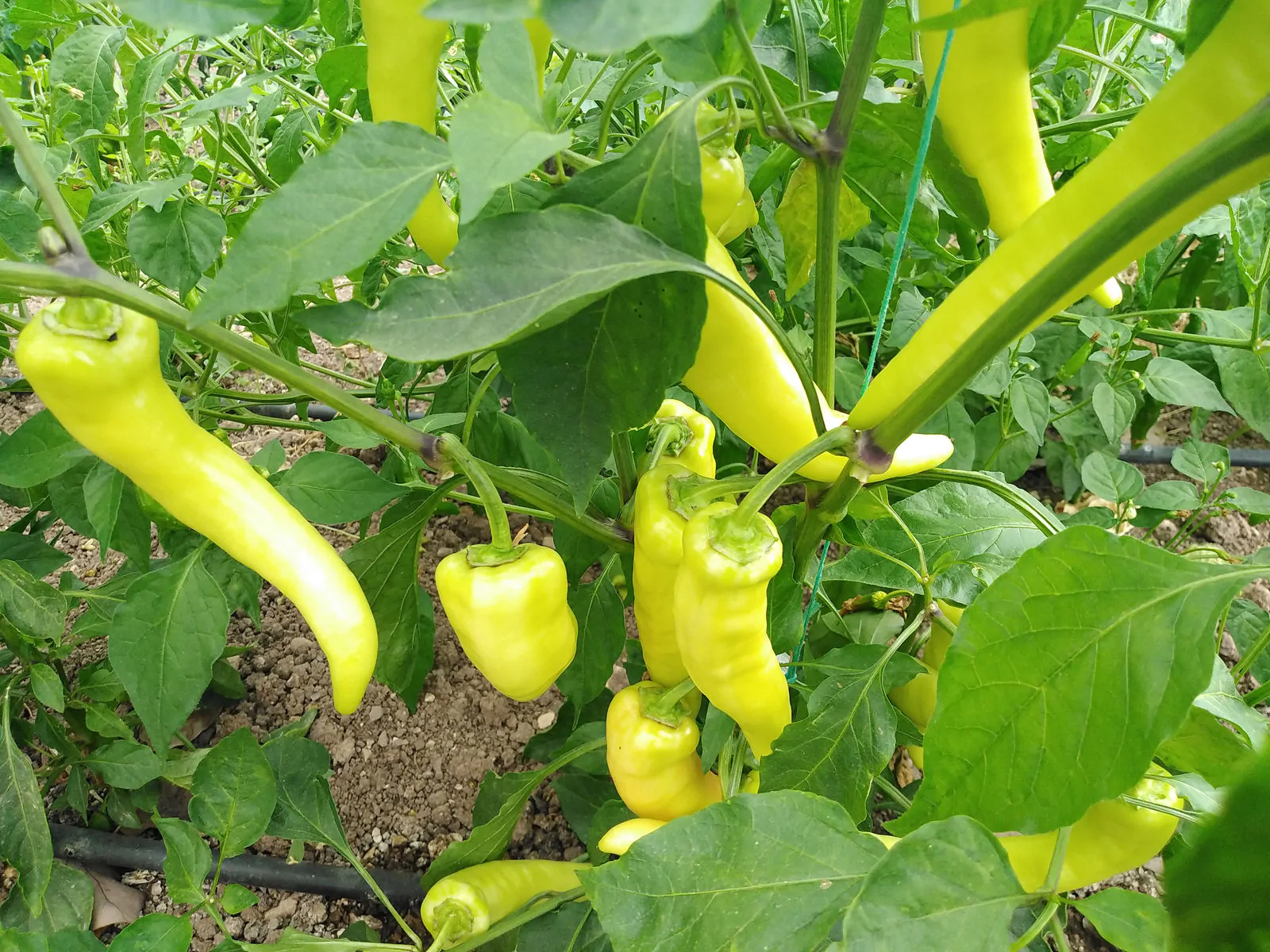 Sweet Banana Chilli Seeds - Image 3