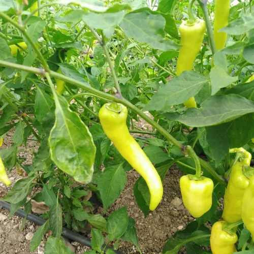 Sweet Banana Chilli Seeds