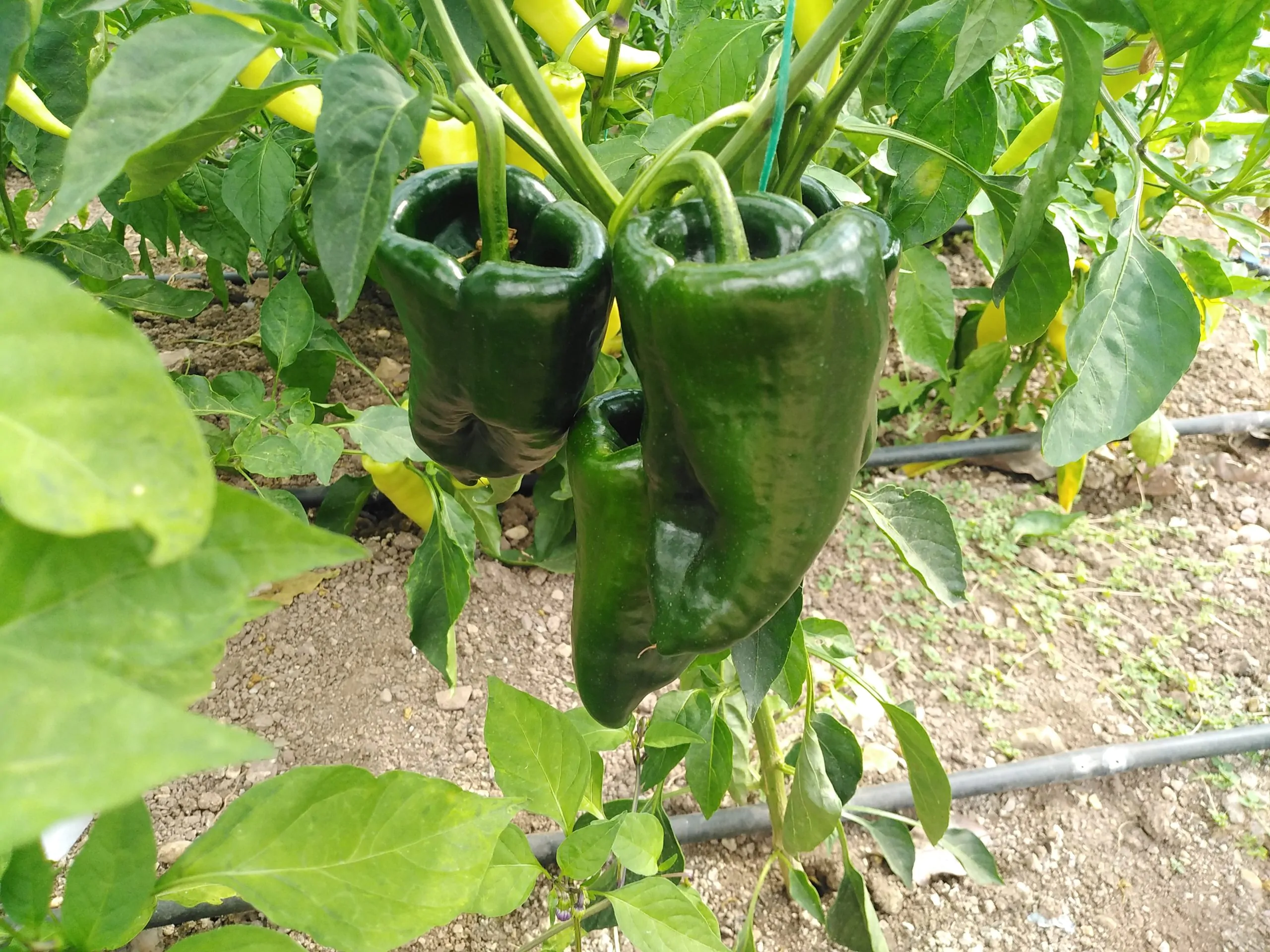 Ancho Poblano - Image 11