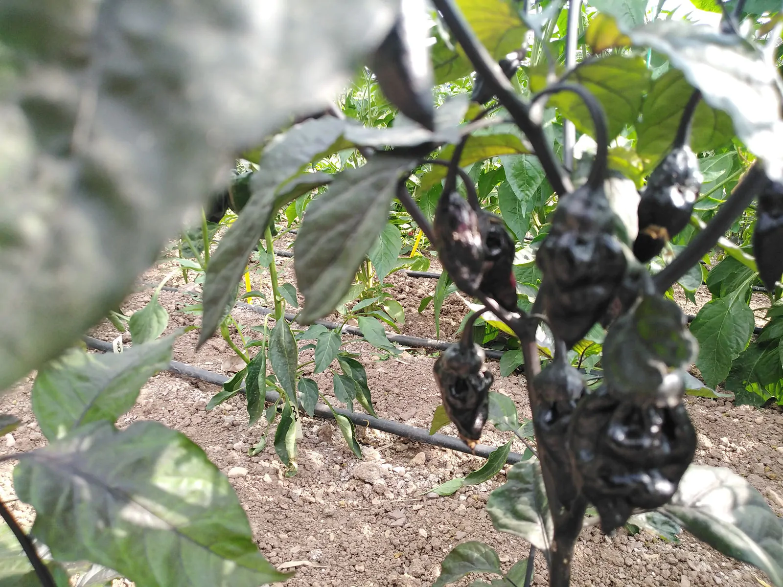 7 Pot BBG Purple Mamp Chilli Seeds - Image 7