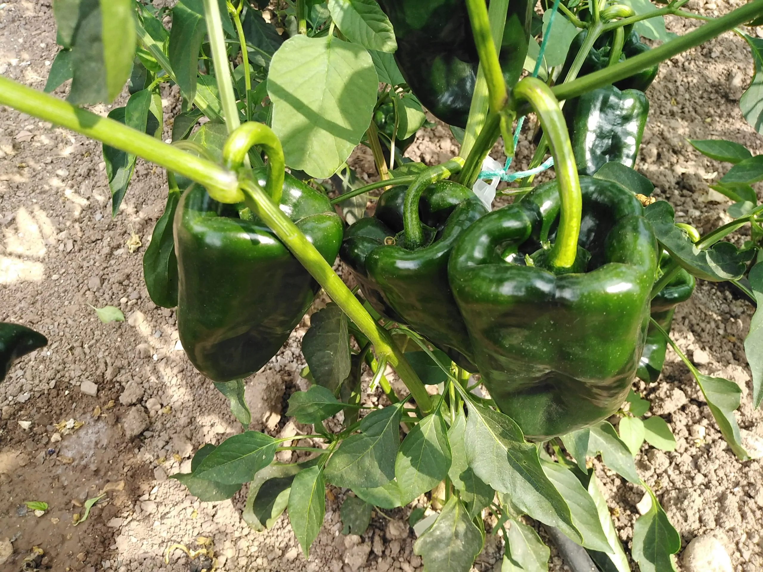 Ancho Poblano - Image 7