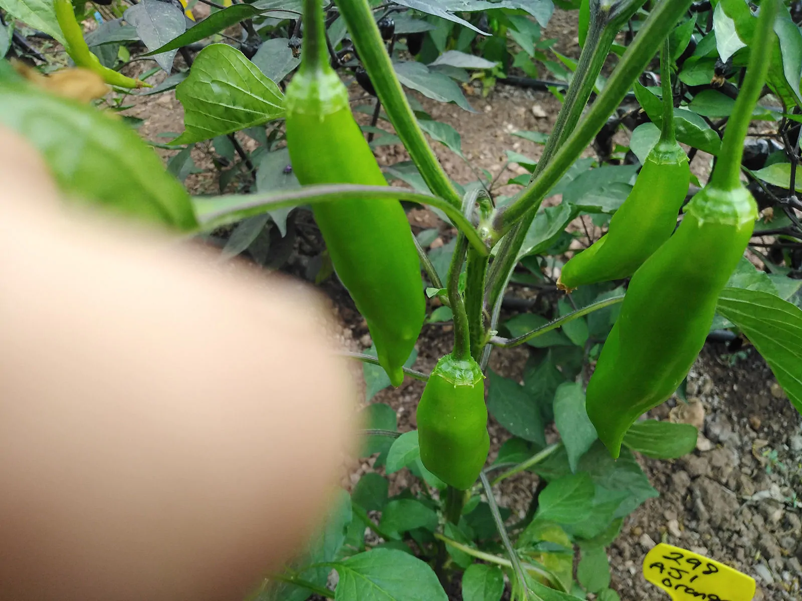 Aji Orange Chilli Seeds - Image 5