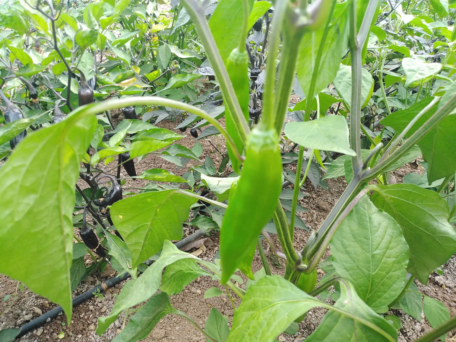 Aji Orange Chilli Seeds - Image 6