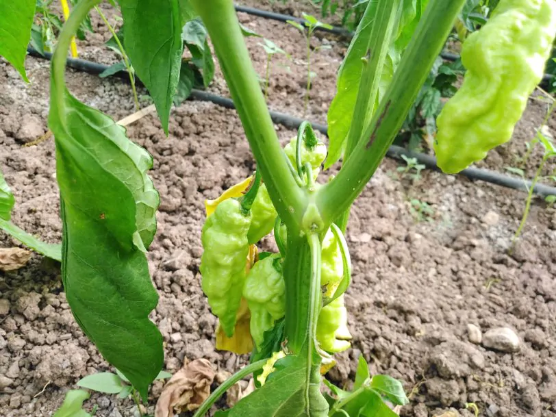 Red Bhutlah SLP Chilli Seeds - Image 3