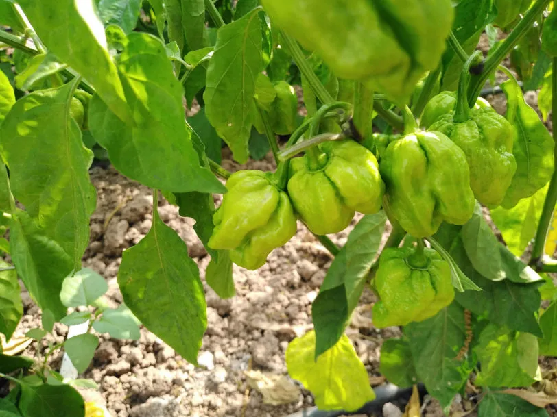 Habanero West Indian Chilli Seeds - Image 8
