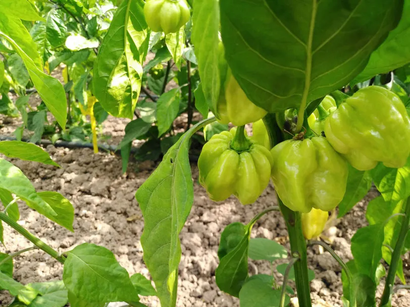 Habanero West Indian Chilli Seeds - Image 2