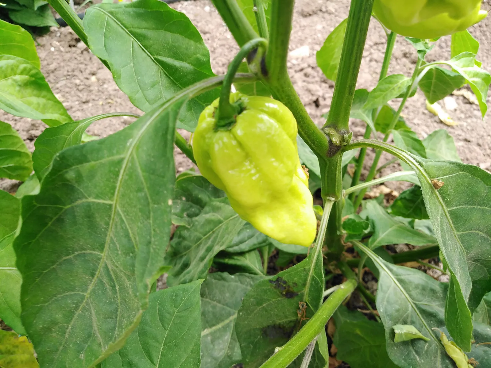 7 Pot Chaguanas Yellow Chilli Seeds - Image 5