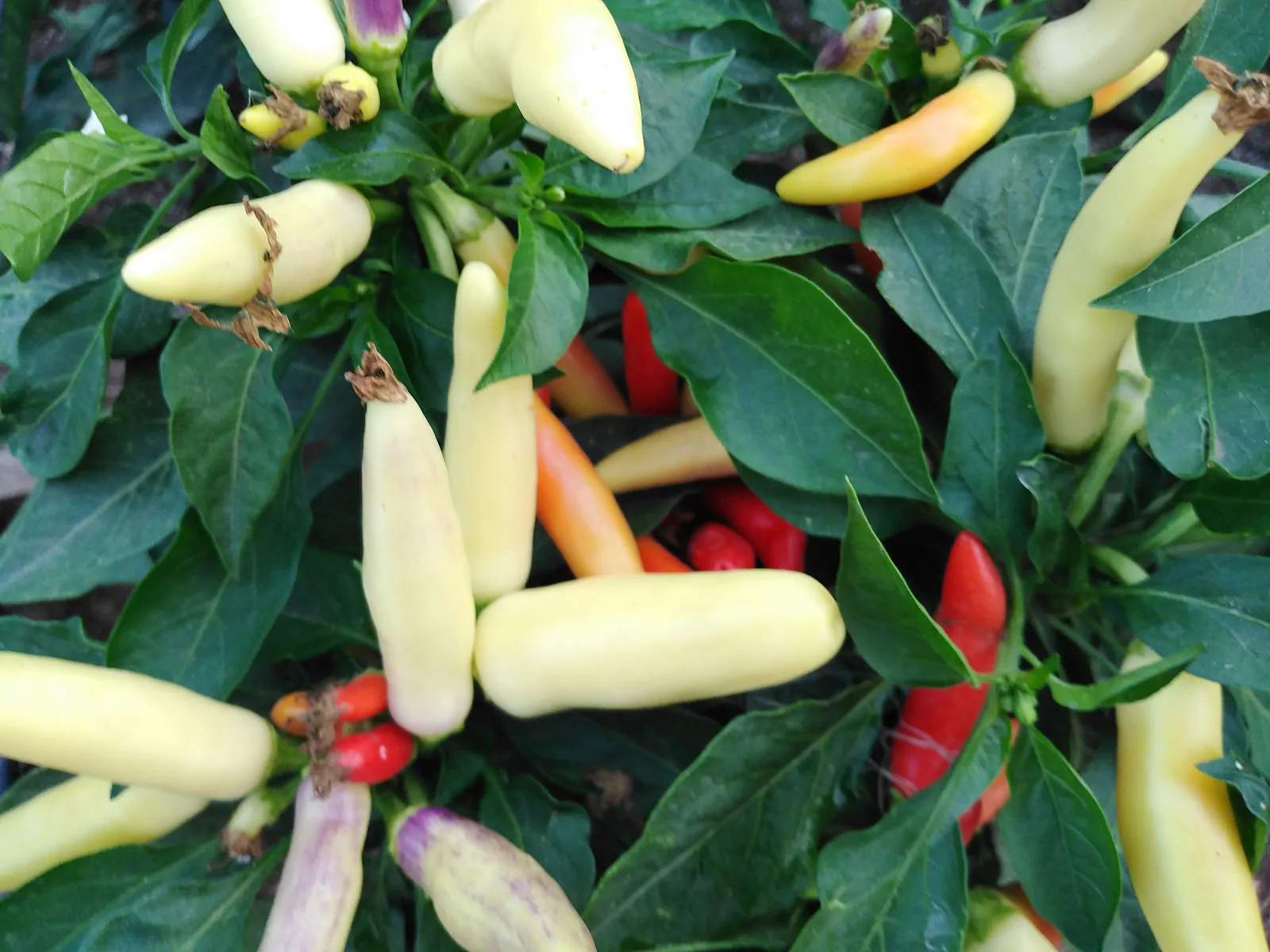 Khang Starr White Thai Chilli Seeds - Image 3