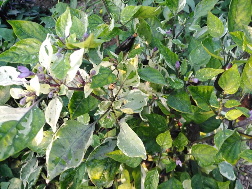 Jalapeno Tiger Chilli Seeds - Image 8