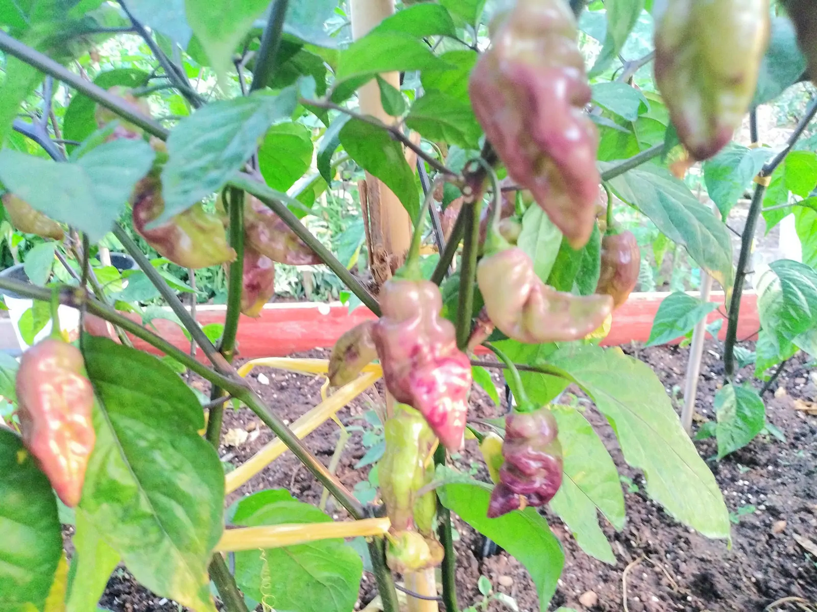 Bhut Jolokia Surprise Cream Chilli Seeds - Image 9