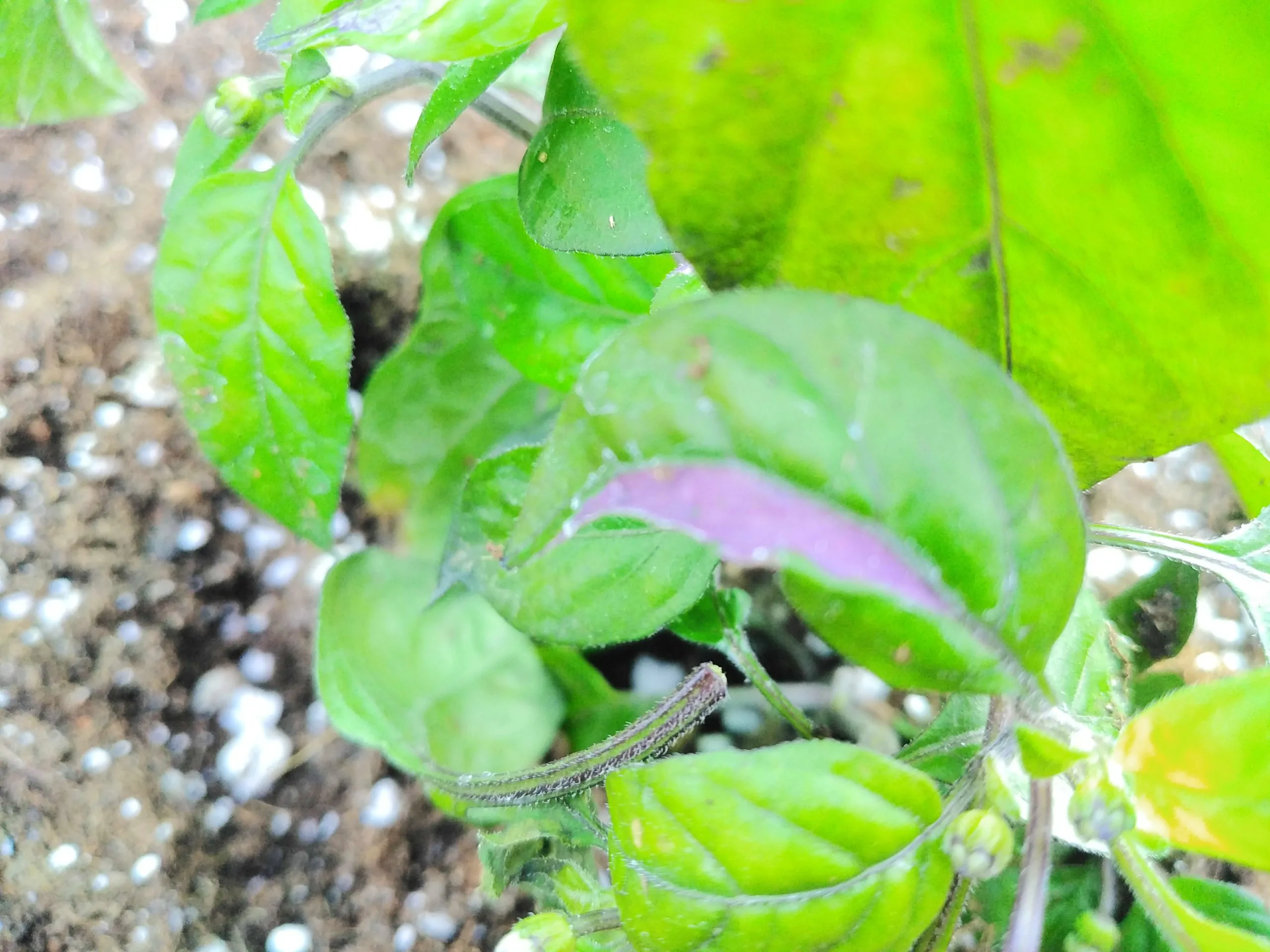 Dream Catcher Chilli Seeds - Image 7