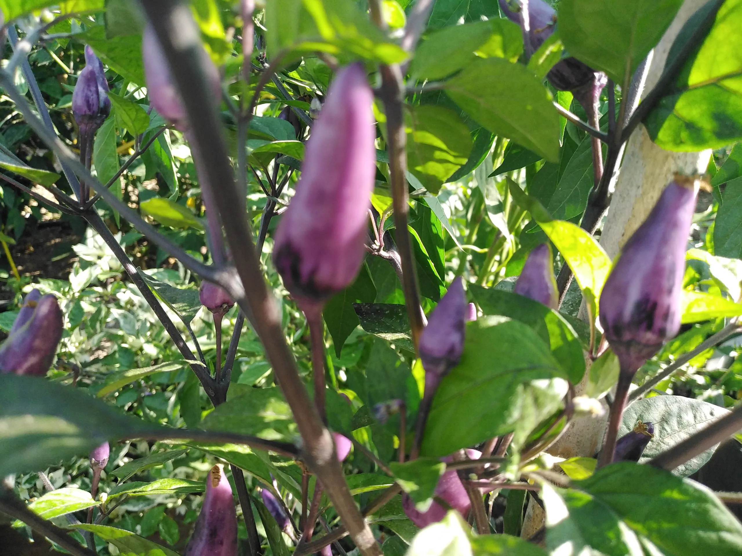 Dream Catcher Chilli Seeds - Image 8