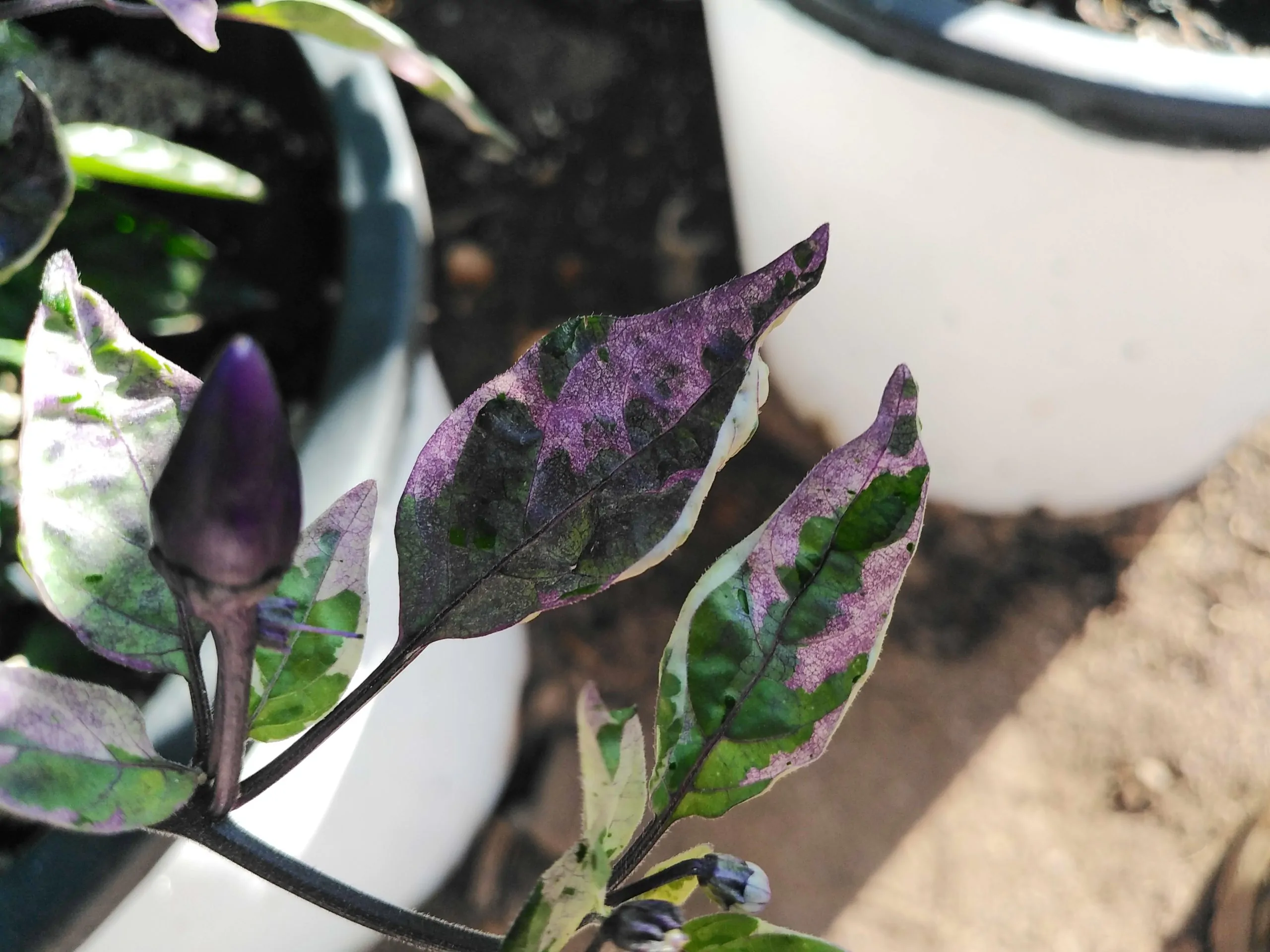 Dream Catcher Chilli Seeds - Image 9