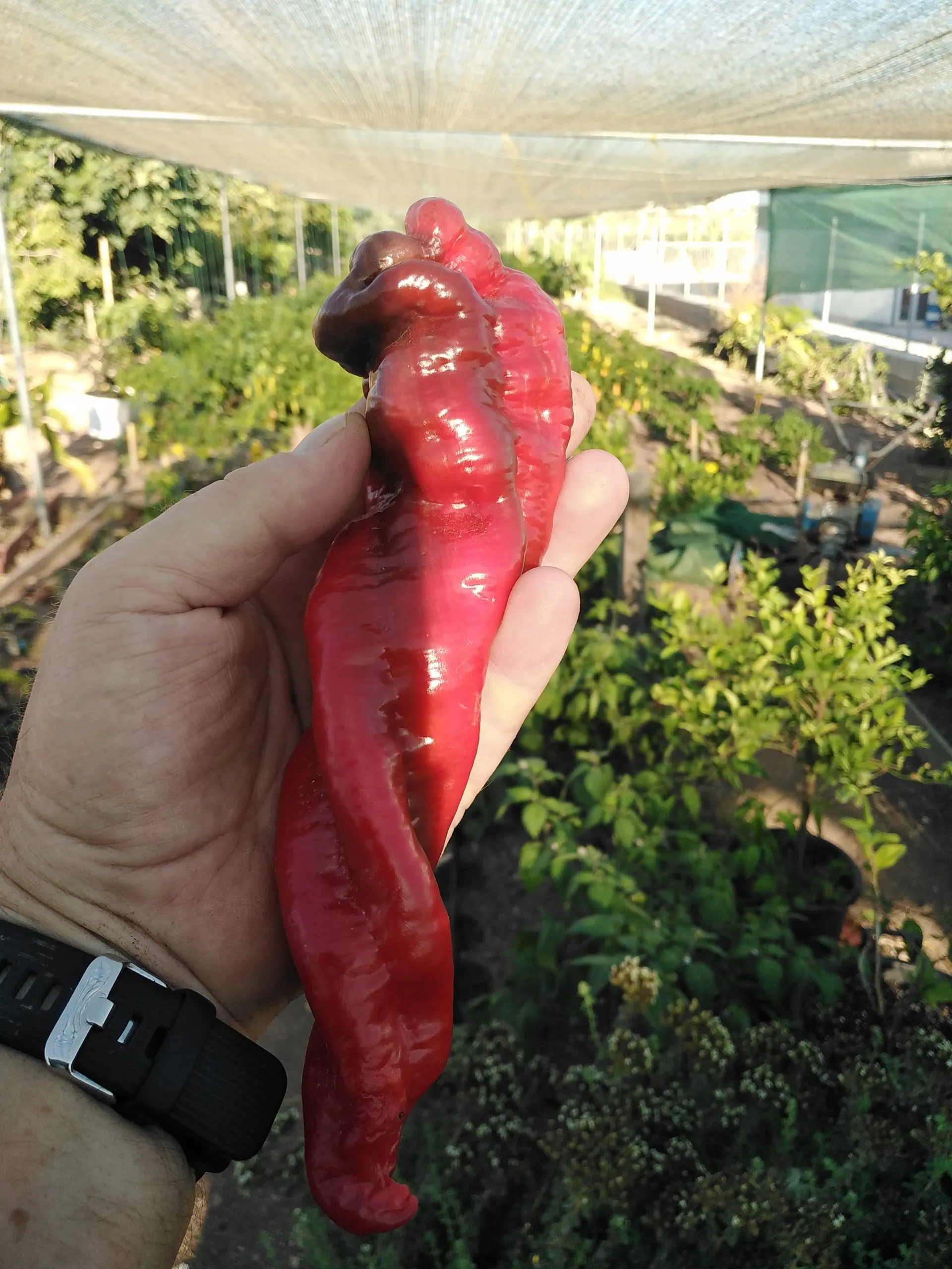 HJ9 Big Bang Space Chilli Seeds - Image 9