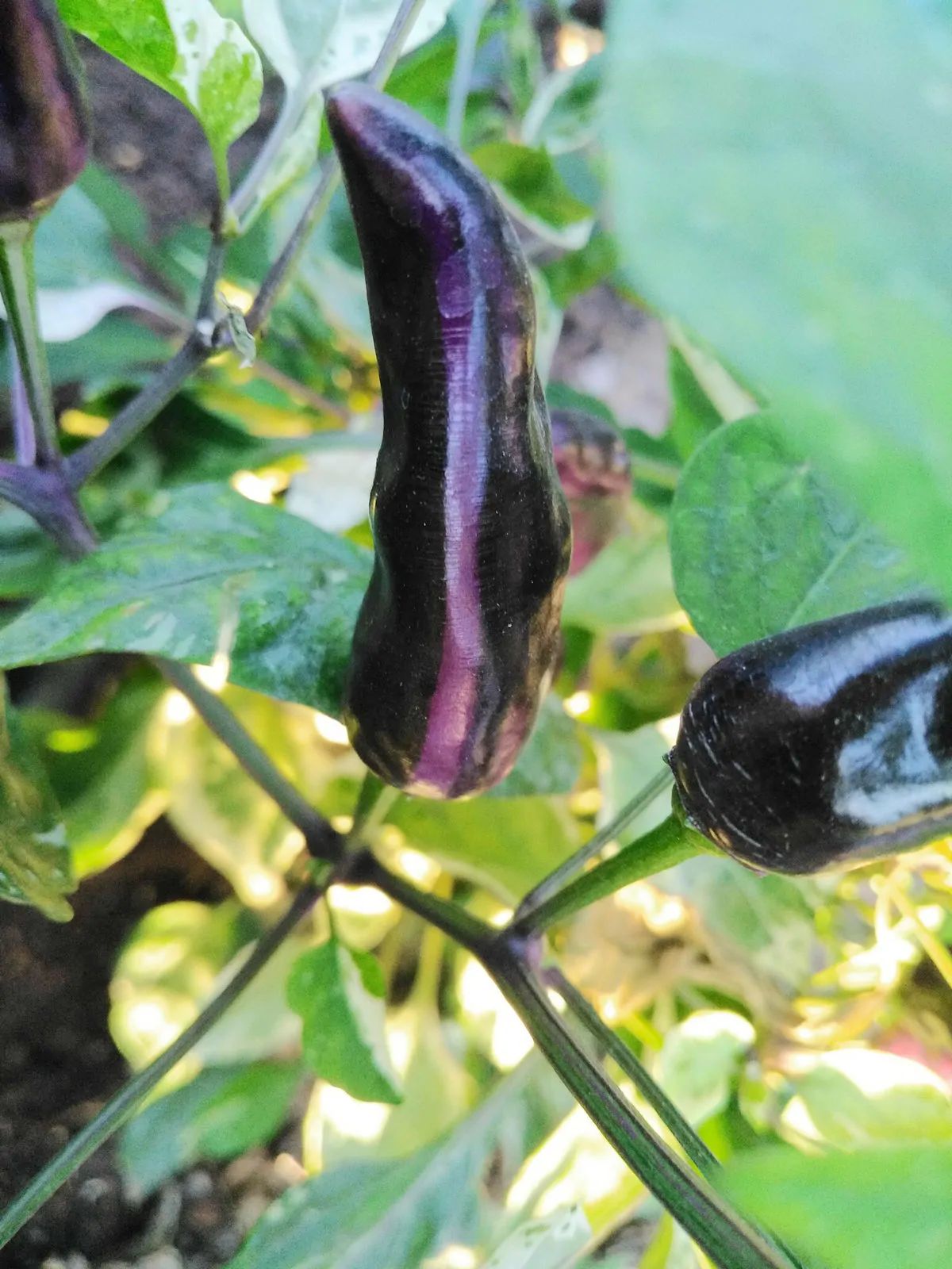 Jalapeno Tiger Chilli Seeds - Image 9