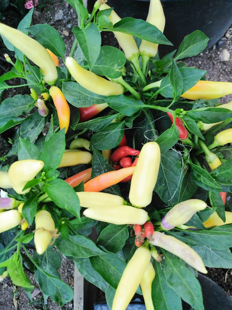 Khang Starr White Thai Chilli Seeds - Image 6