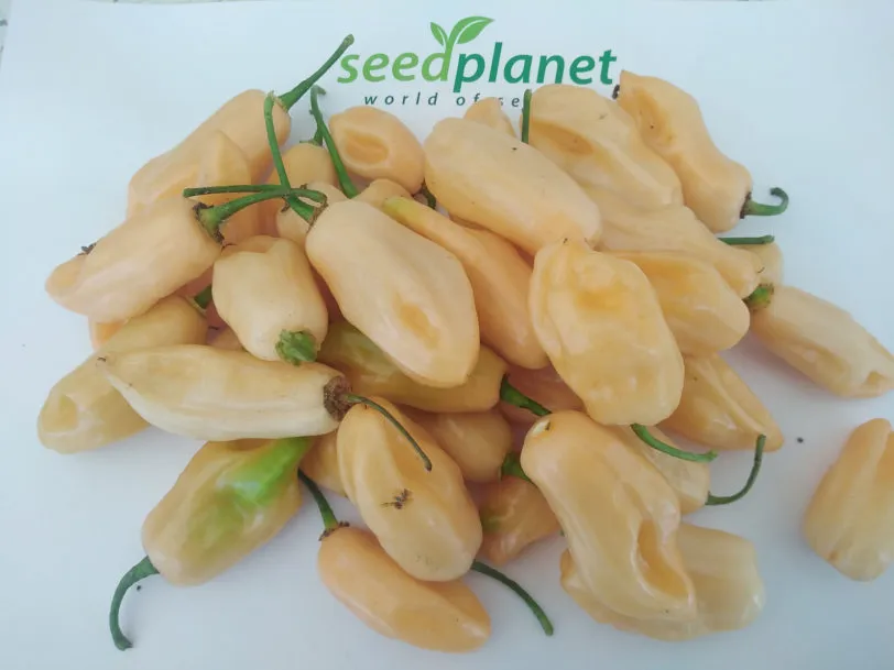 Pimenta Luna Sweet Habanero Chilli Seeds - Image 3