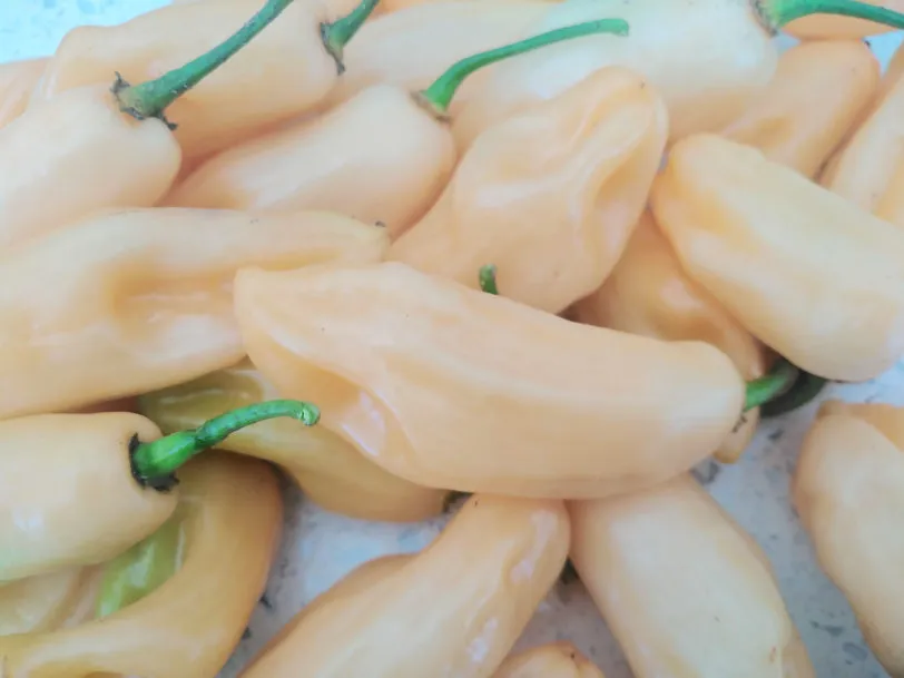 Pimenta Luna Sweet Habanero Chilli Seeds - Image 4