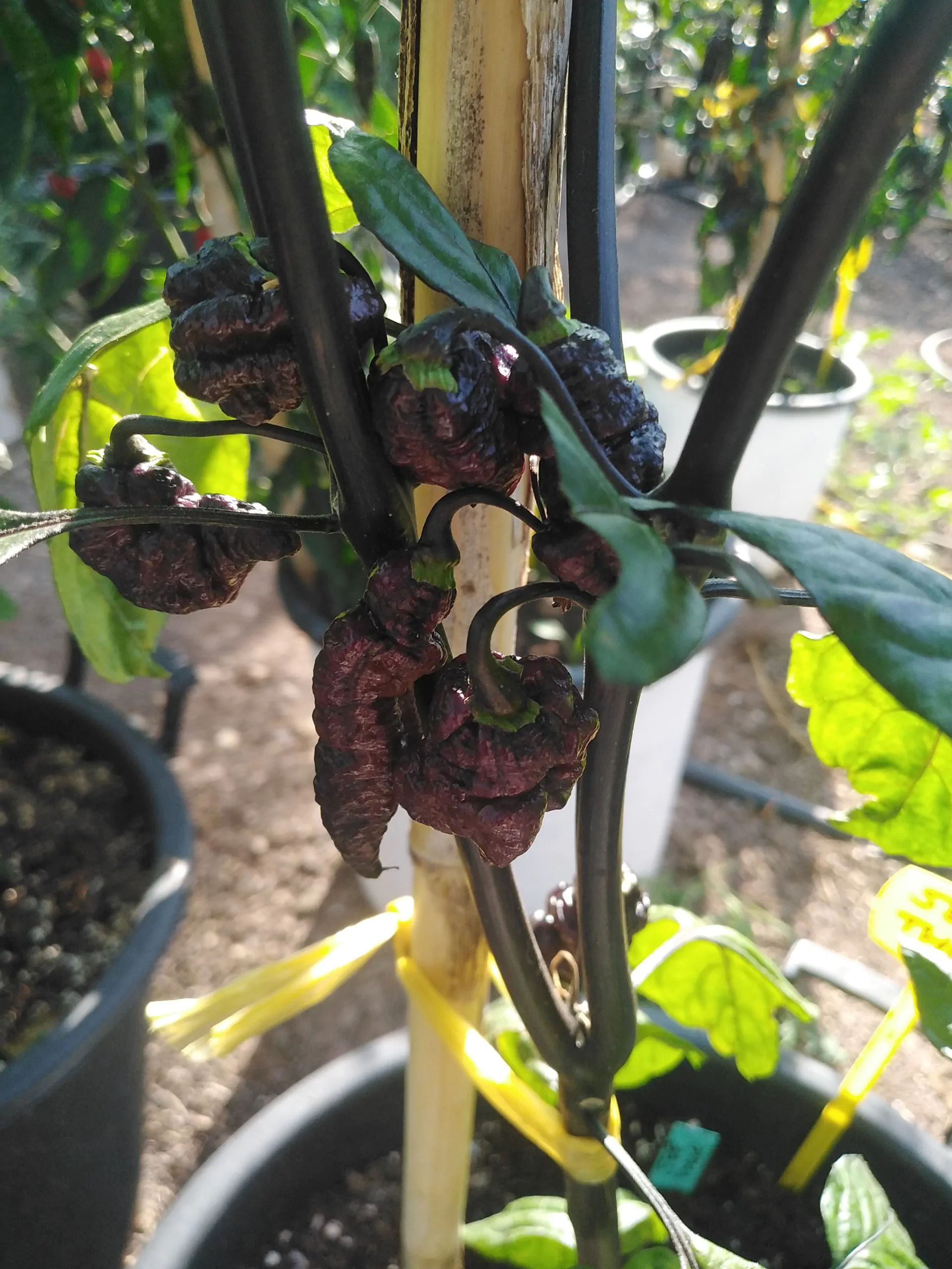 Thors Thunderbolt Chilli Seeds - Image 6